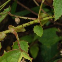 Hibiscus surattensis L.